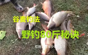 Tải video: 谷麦钓法：揭秘冬季野钓80斤鱼的秘诀，过程太刺激了