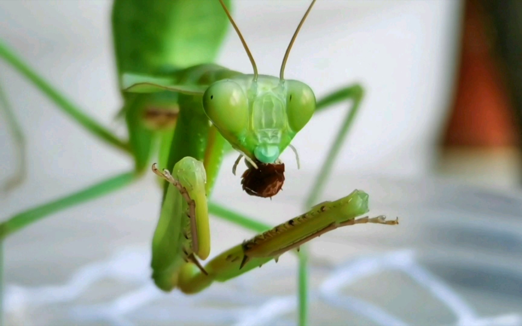 活动  憨憨的克氏盾螳进末龄了