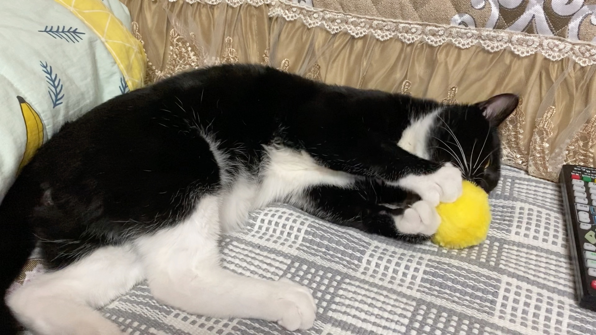 小猫咪玩会叫的球球