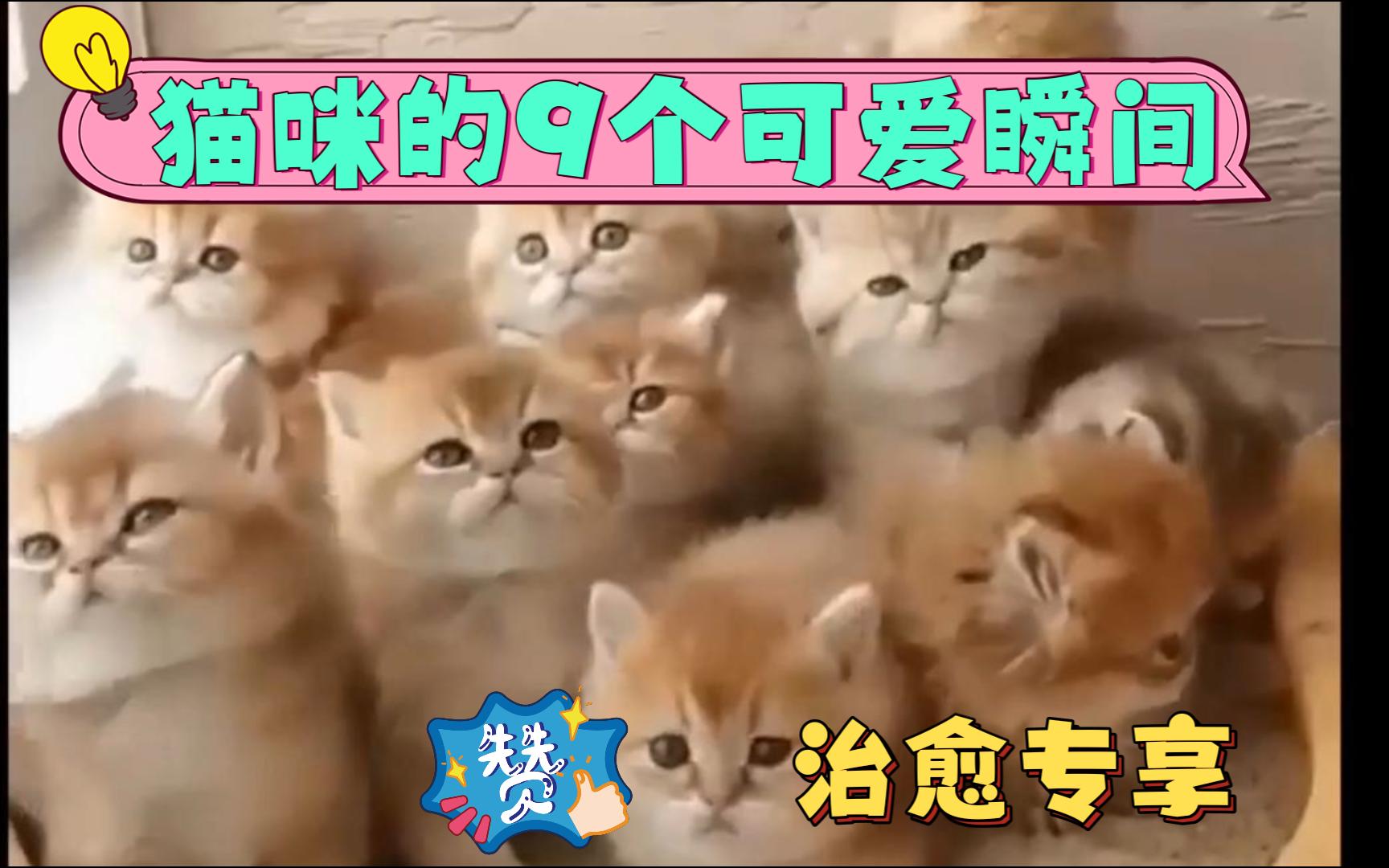 猫咪的9个可爱瞬间哔哩哔哩bilibili