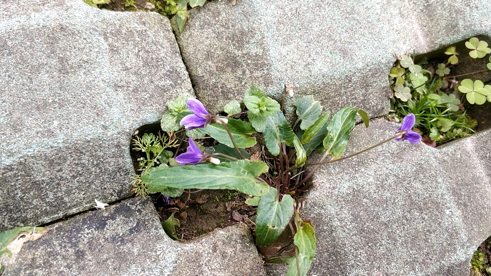 紫花地丁储存图片