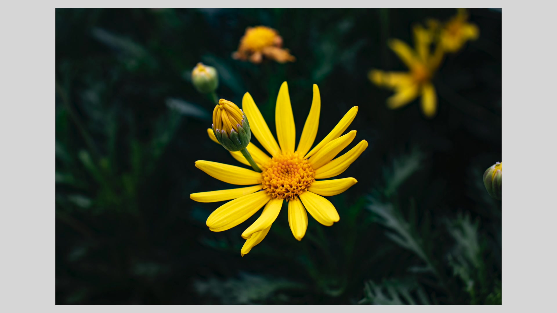 花里胡哨的调色,你敢相信?