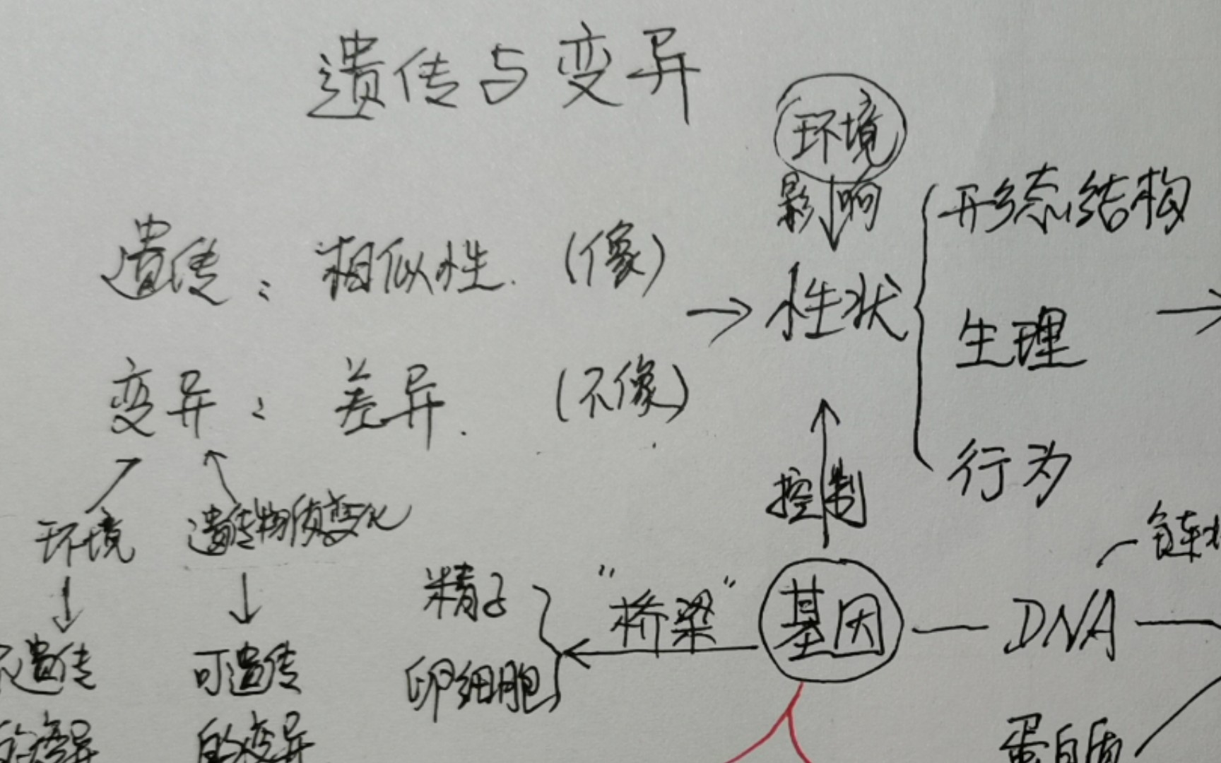 遗传 变异 基因 染色体 DNA(人教版初中生物八年级下册)哔哩哔哩bilibili