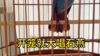 Télécharger la video: 开笼就大唱 石燕、会四喜口、#红尾水鸲 #观鸟 #唱鸟