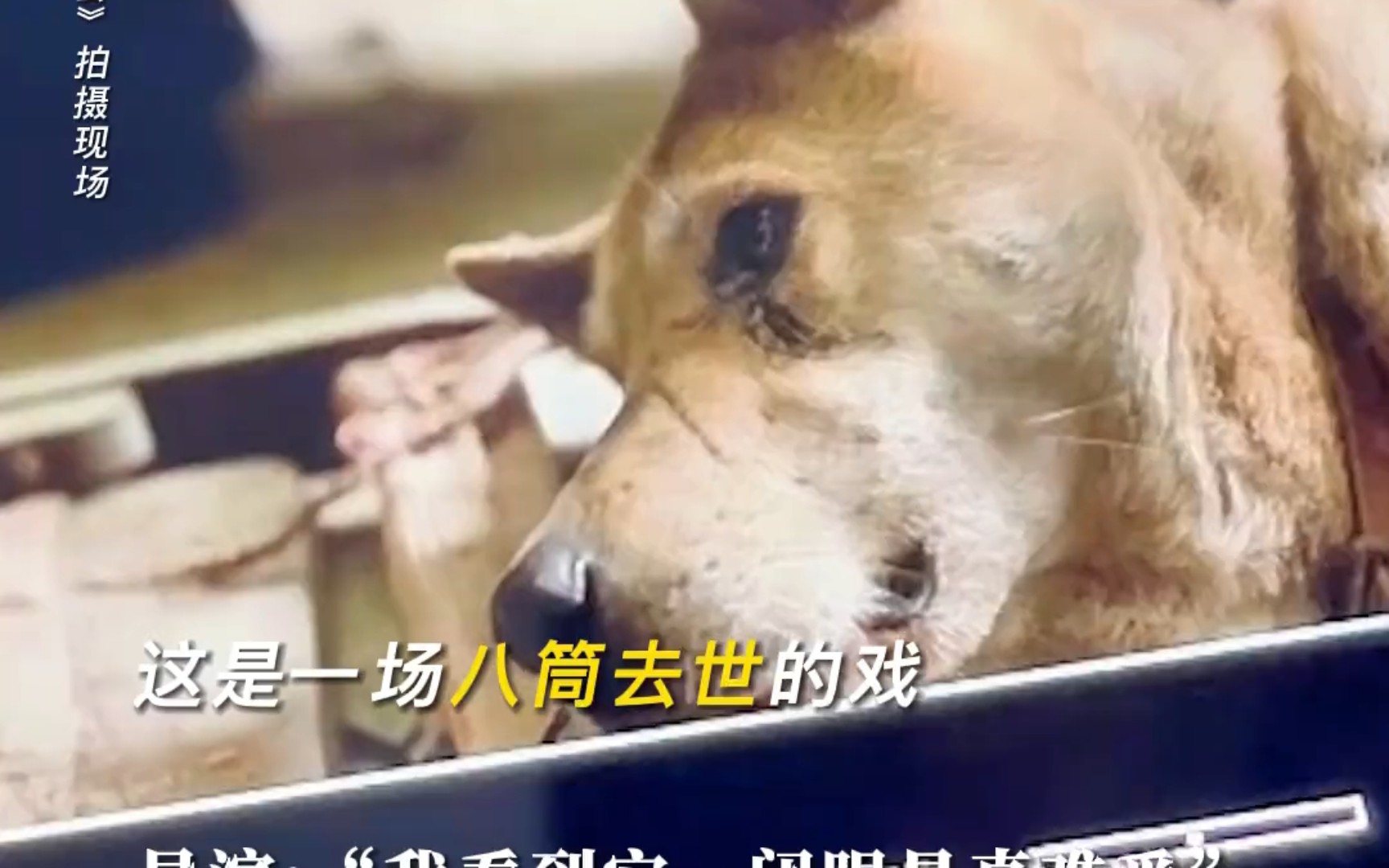 [热点]每一个养宠人都不敢想象宠物离开的画面 # 忠犬八公哔哩哔哩bilibili