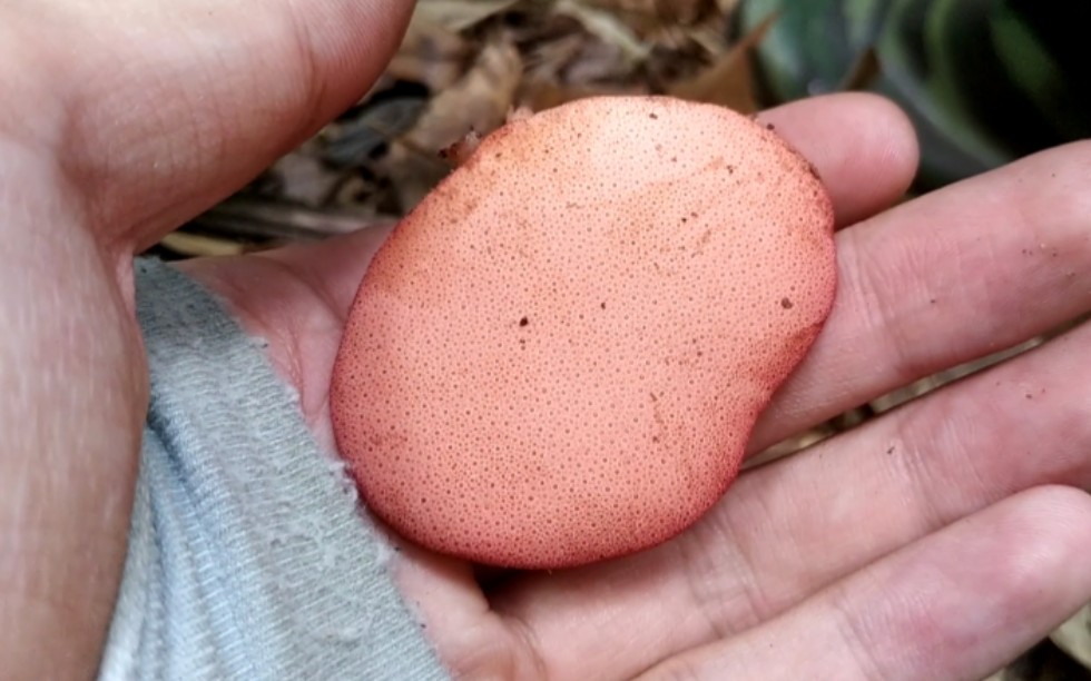 武夷山大型真菌调查——牛舌菌( Fistulina hepatica)哔哩哔哩bilibili