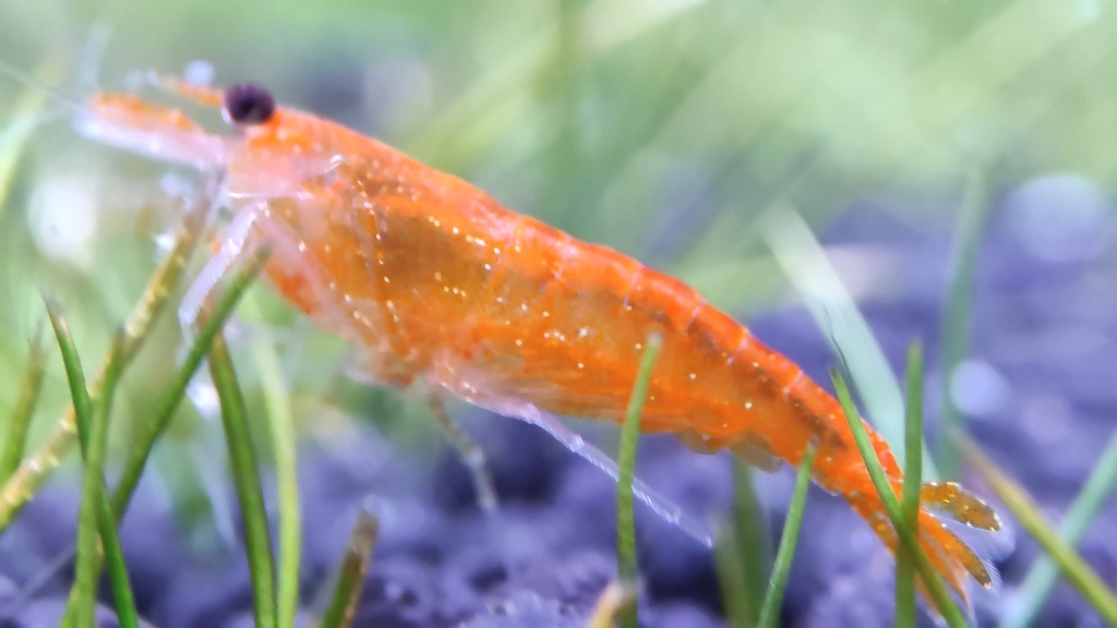 手机微距 超清晰香吉士 米虾