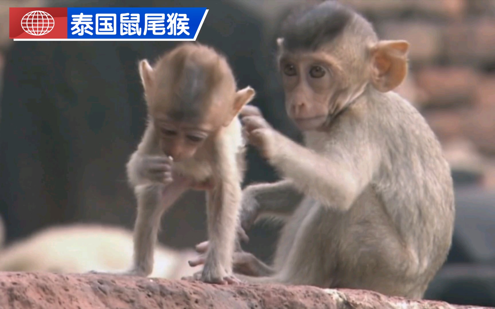 【泰国鼠尾猴】海边食蟹猴和寺庙剔牙猴𐟙ƒ哔哩哔哩bilibili