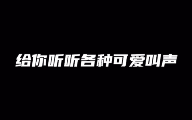 你绝对没听过的动物叫声大合集,太搞笑了!(请躲被窝食用)哔哩哔哩bilibili