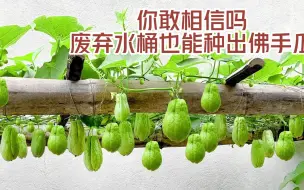 你敢相信吗？用废弃水桶也能种出高产佛手瓜。