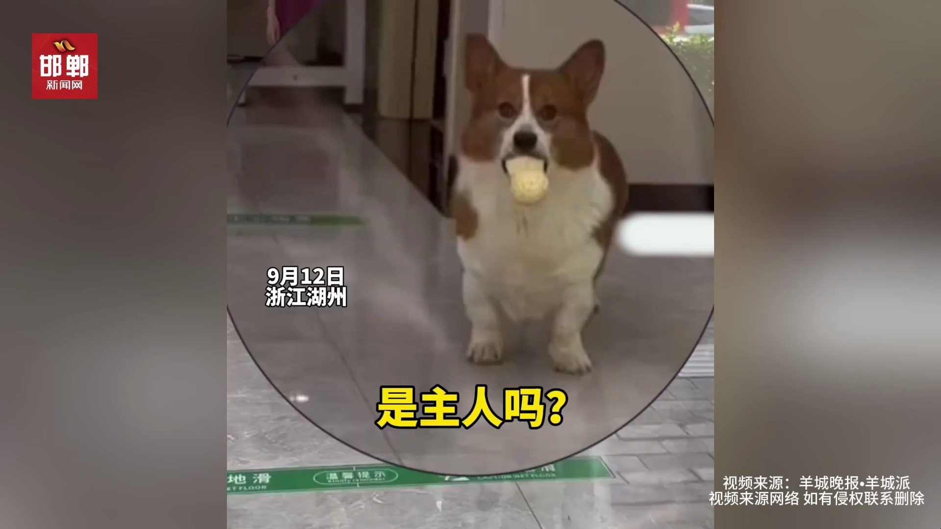 狗狗被寄养在宠物店三个月,再见面瞬间便认出主人,场面太温馨