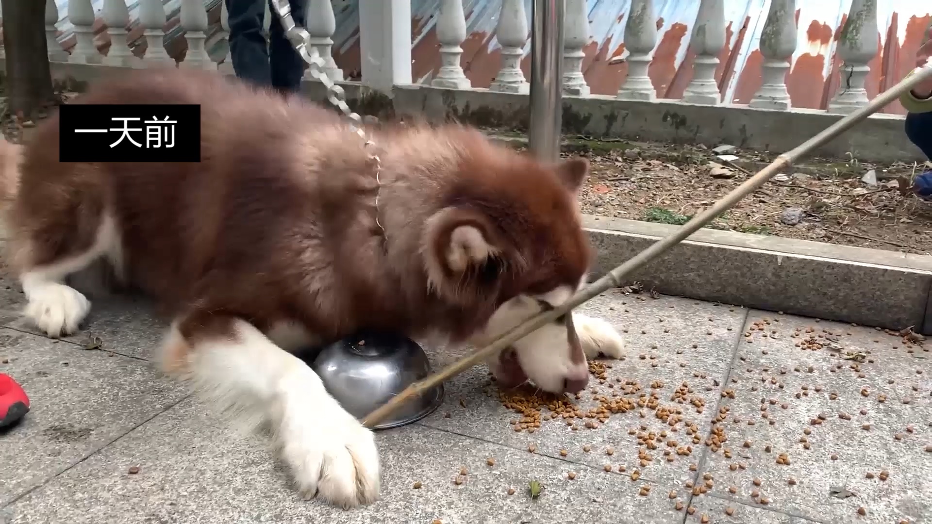 [图]阿拉斯加太疯狂，护食咬人，扭头咬训犬师的一瞬间超淡定