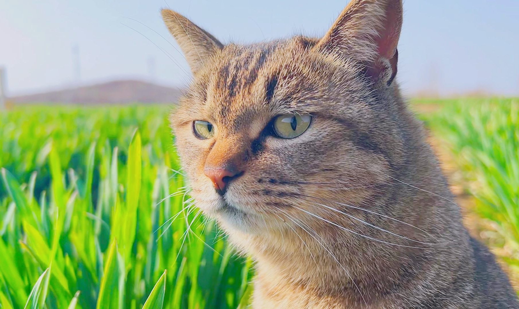 6岁狸花猫外出踏青,是春天的味道