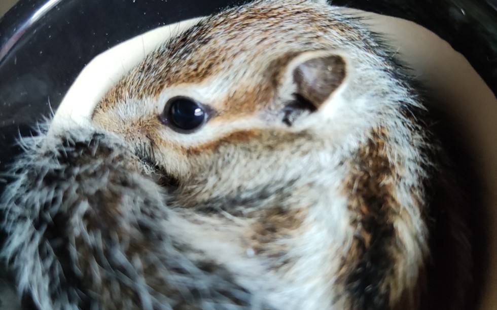 【花栗鼠】吃完奶撸撸鼠在手里睡着了