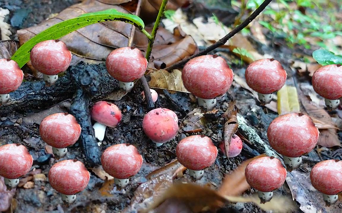 [图]下雨天采蘑菇