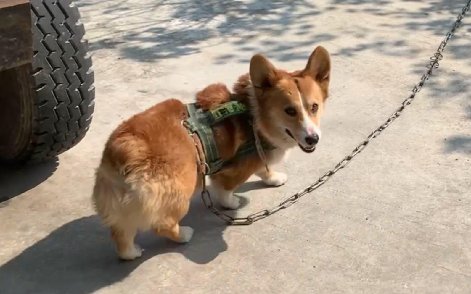 活动作品修狗一直转圈圈转转转