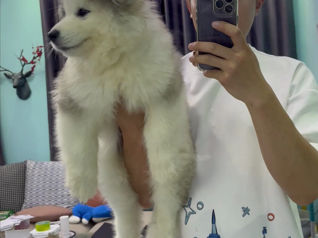 石家庄阿拉斯加犬舍今日分享一只灰桃阿拉斯加幼犬,品相大家自己看