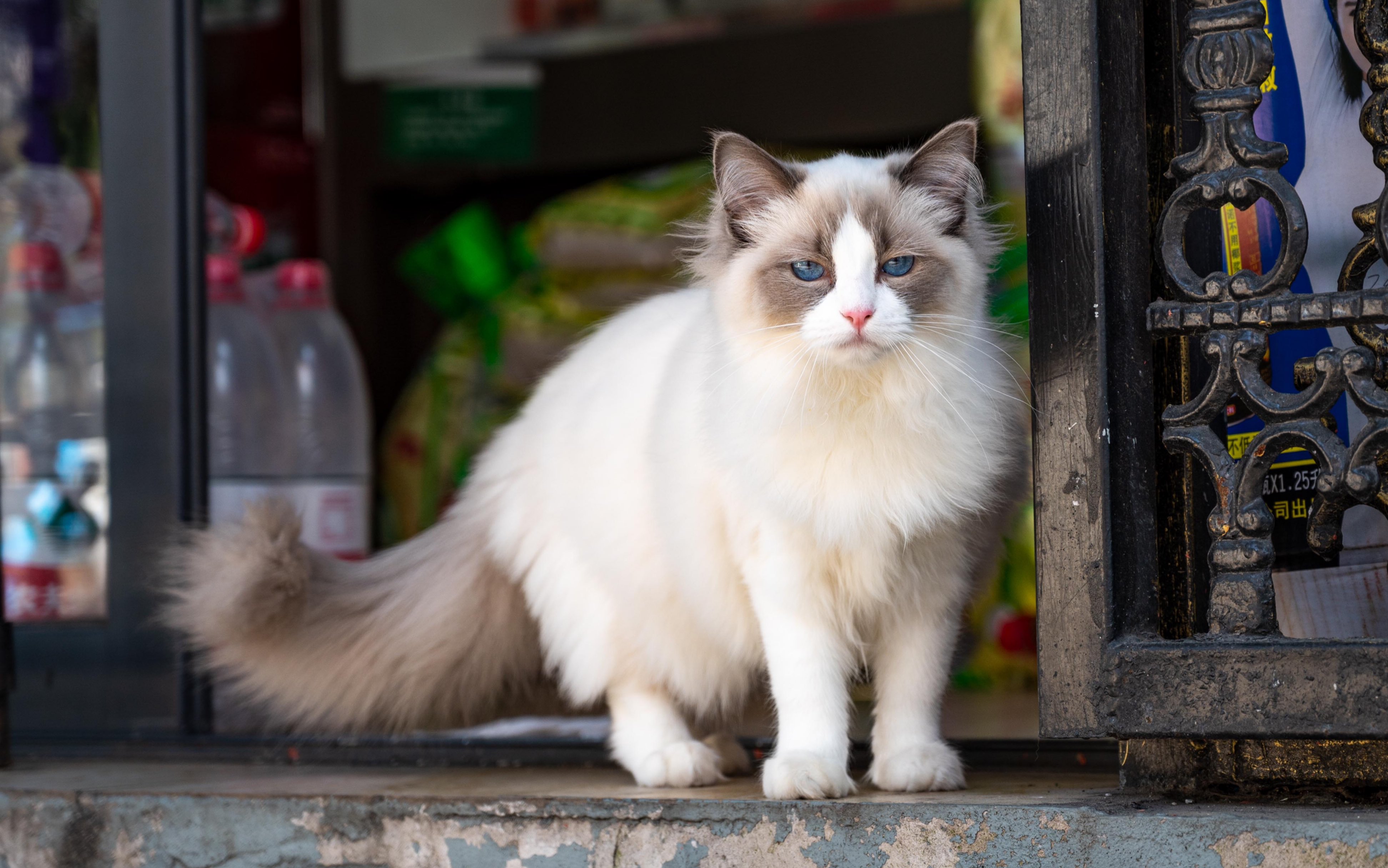 布偶猫图片唯美壁纸图片