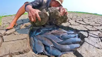 Скачать видео: 挖开泥块抓鱼，这样的捕鱼真奇特！