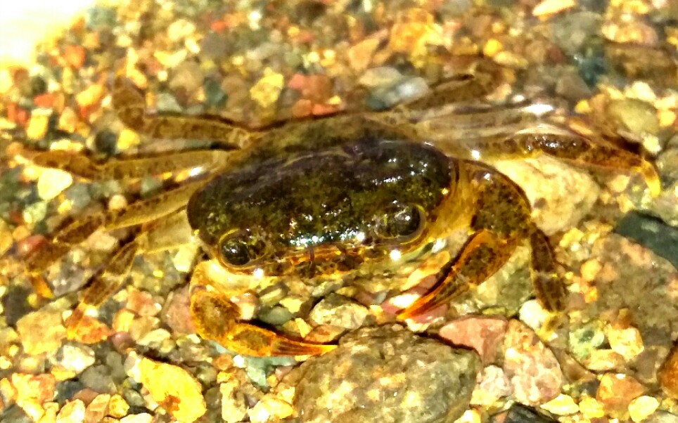 龙溪蟹の争夺食物捕食