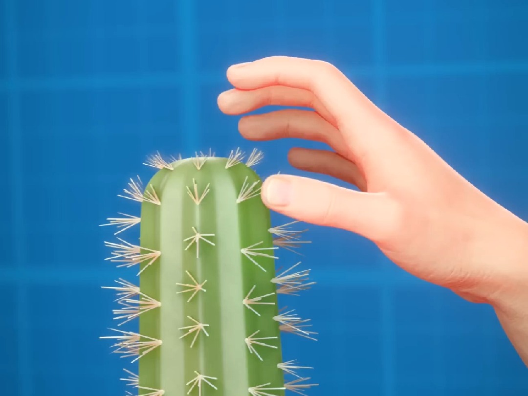 手上扎了很多仙人掌刺千万不要直接拔【医学科普】