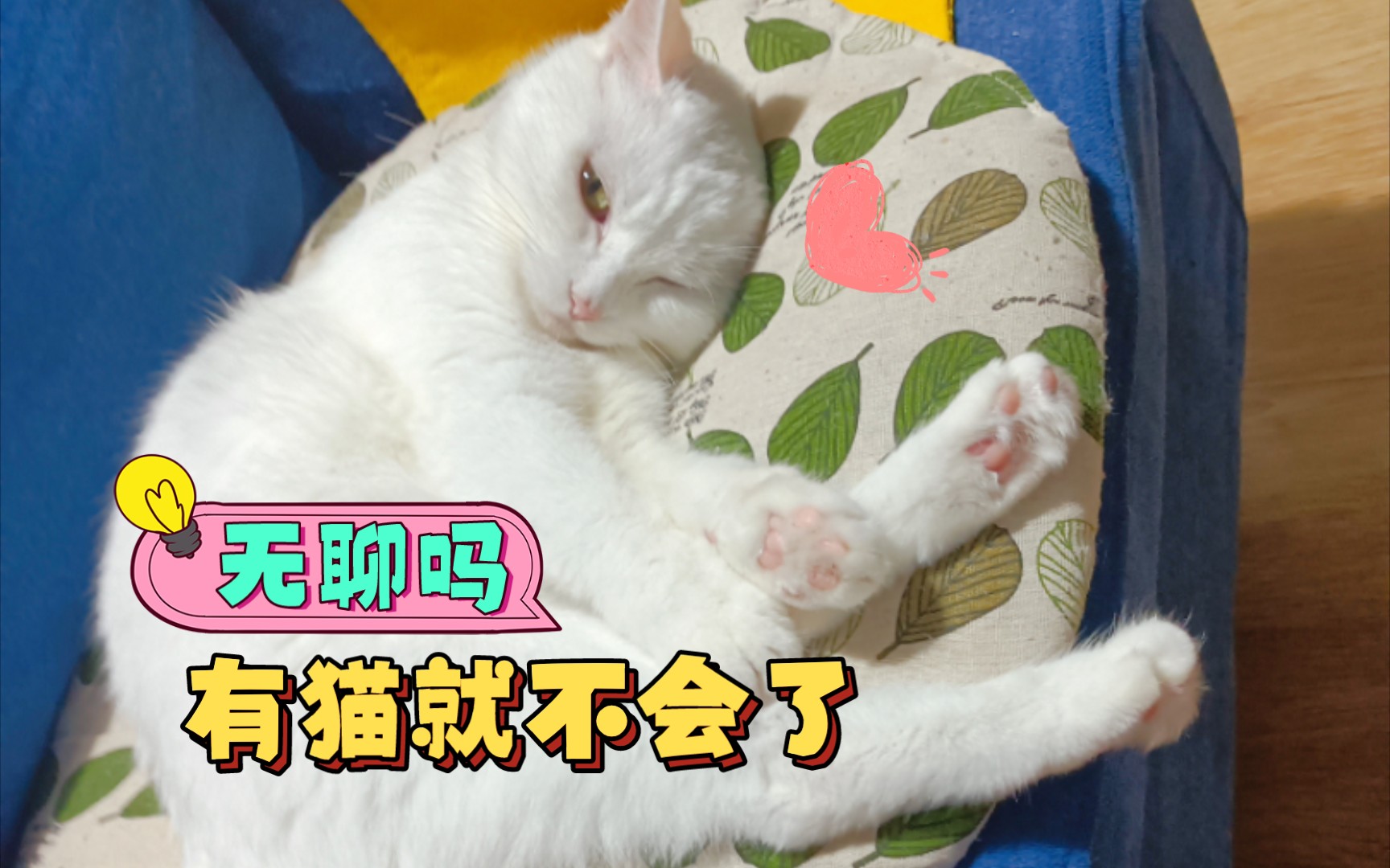 【萌宠猫咪】百无聊赖的猫咪加无聊的人类等于有趣的时光