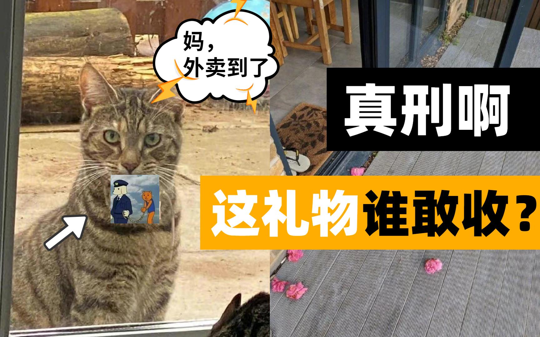 [图]猫の报恩？猫一旦报起恩来，只怕你承受不住！