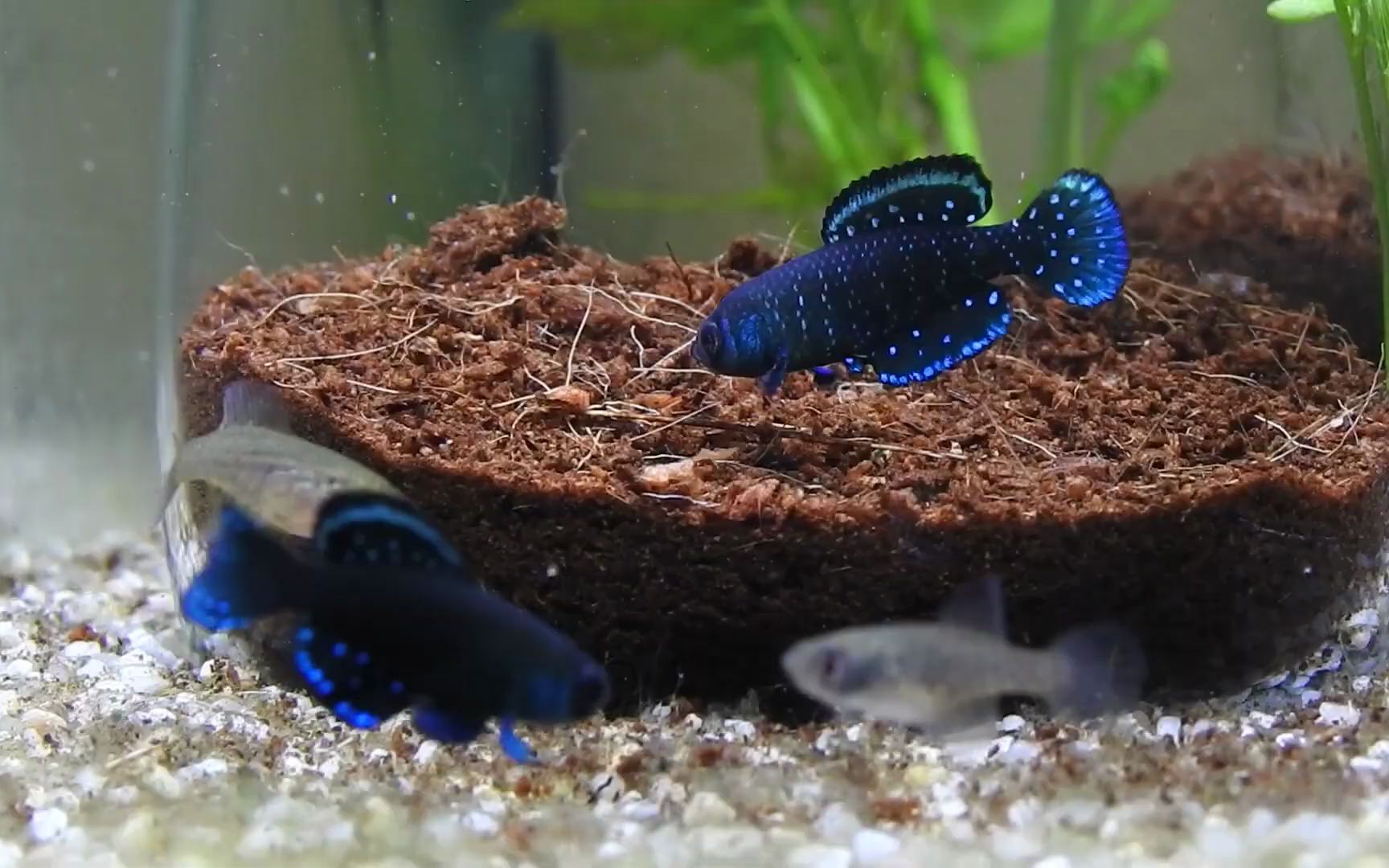 黑珍珠鱂鱼欣赏