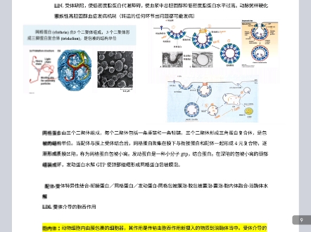 网格蛋白依赖的胞吞作用(以LDL为例)哔哩哔哩bilibili