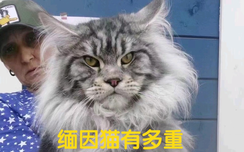 纯种的缅因猫多大,多重,才算达标呢?哔哩哔哩bilibili