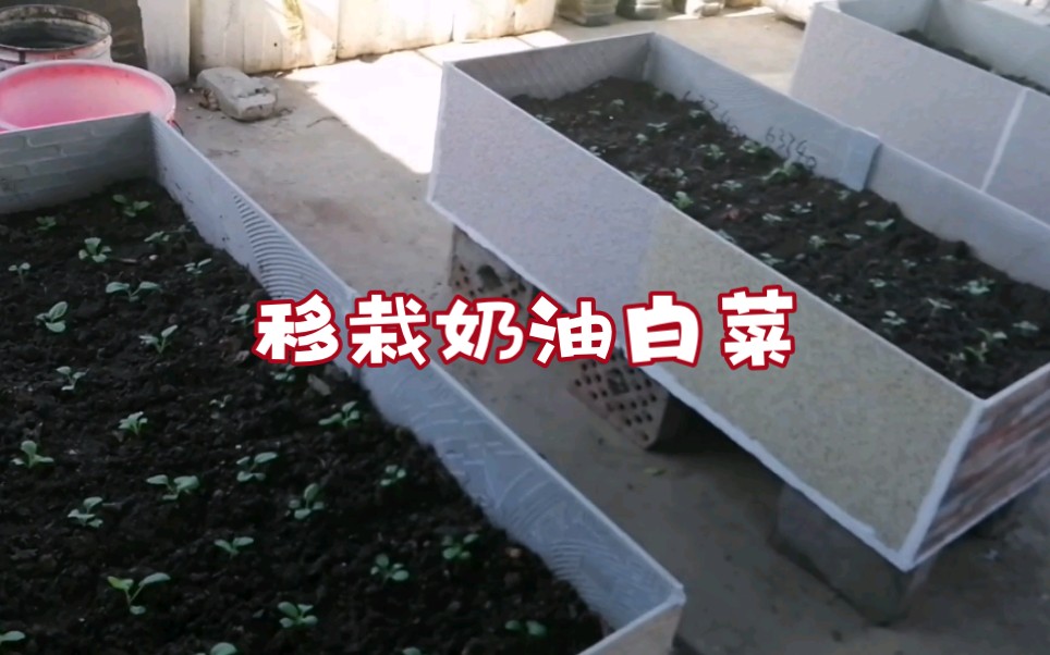 三个用结构胶做的瓷砖菜池全部都移栽上奶油白菜,高脚苗处理方法