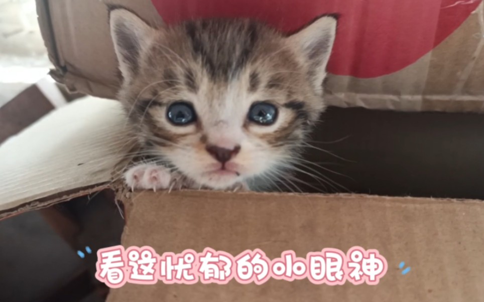 家有精灵闯入(4)小奶猫满月之后开始淘气了.哔哩哔哩bilibili