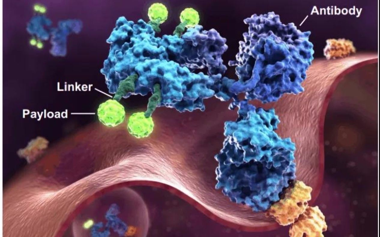 Antibodydrug conjugate哔哩哔哩bilibili