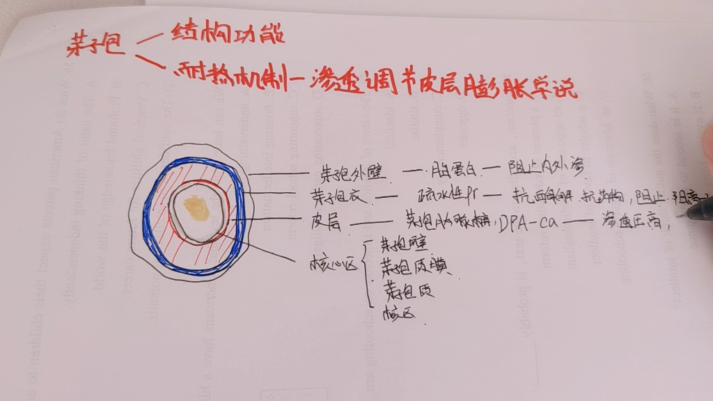 芽孢的结构功能和耐热机制,渗透调节皮层膨胀学说的讲解,考研党,讲一遍加深记忆,如果发现错误欢迎指出哔哩哔哩bilibili