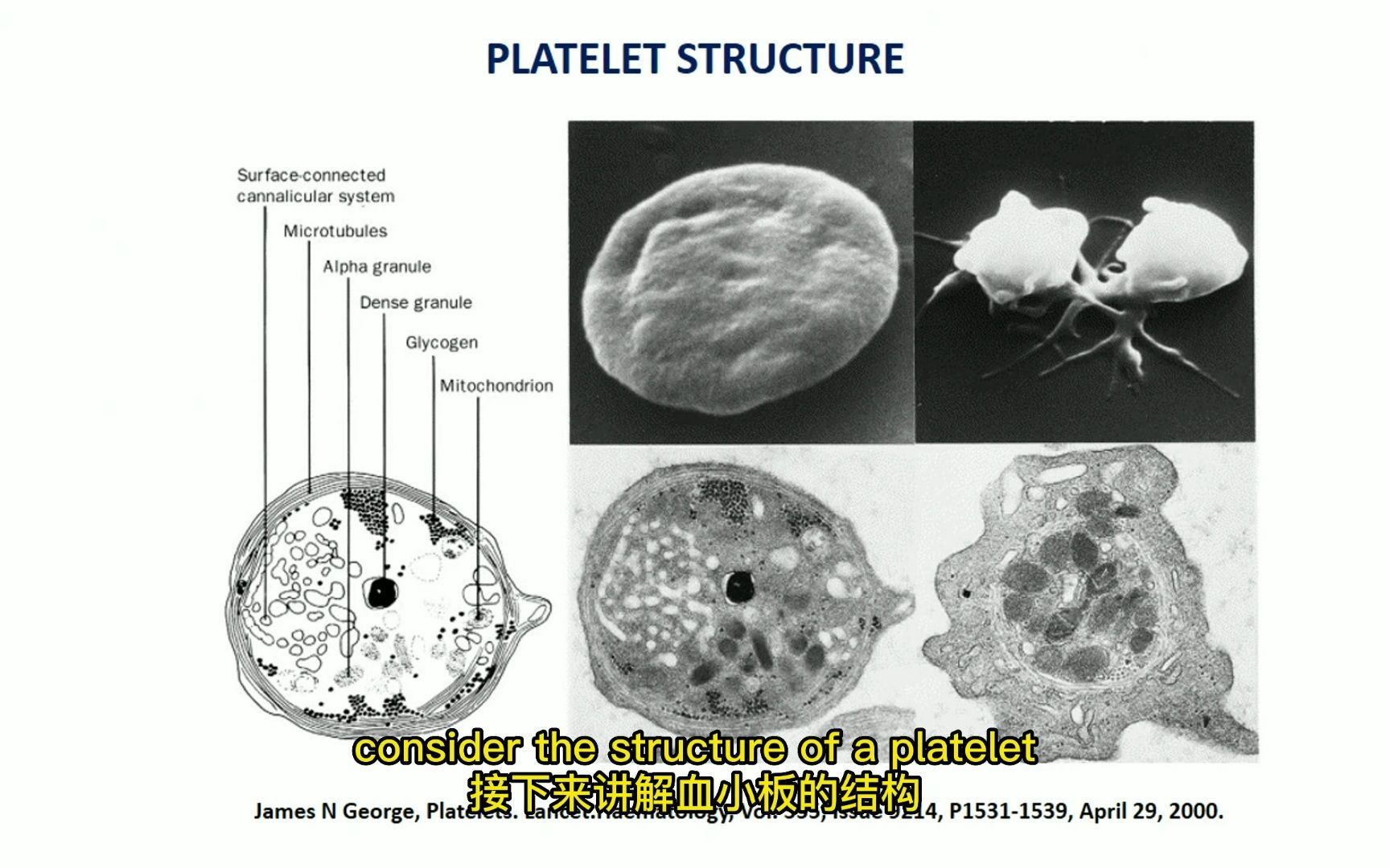 血小板结构和功能中英文字幕版哔哩哔哩bilibili