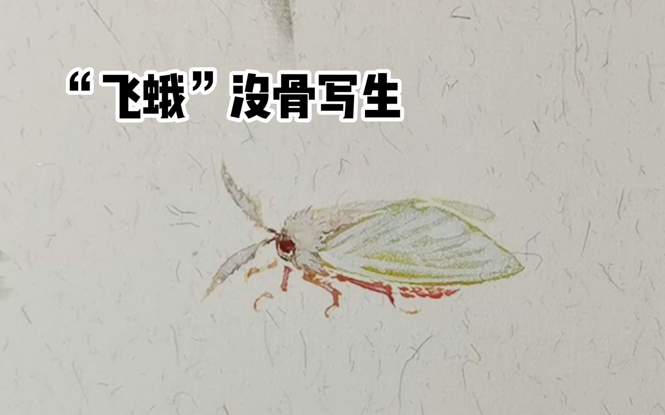 [图]“飞蛾”没骨写生【中国画视频教学/草虫】