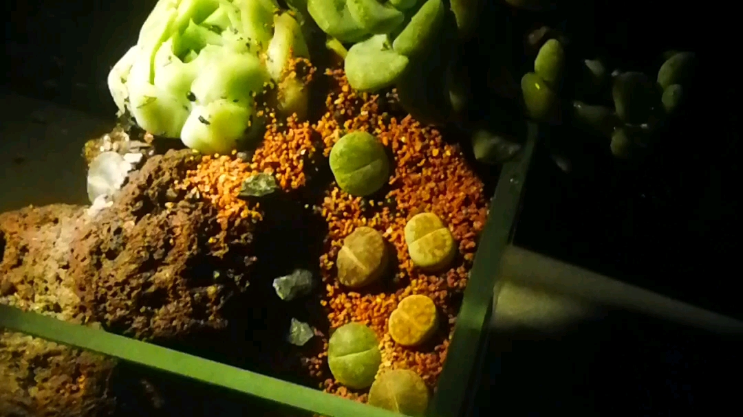 多肉-生石花 四十元迷你造景