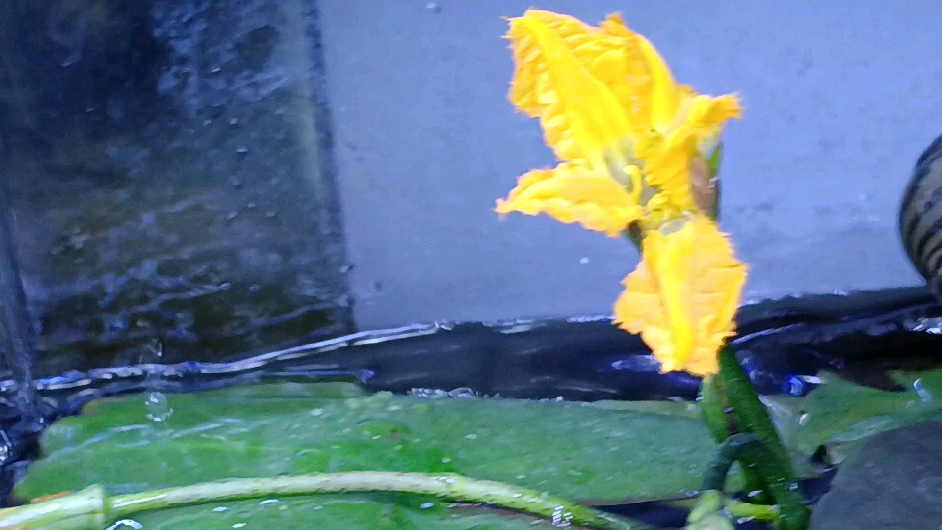 浅黄色的龟背一叶莲,橘黄色的黄花荇菜,白色的睡莲(雪花),粉色的碗莲