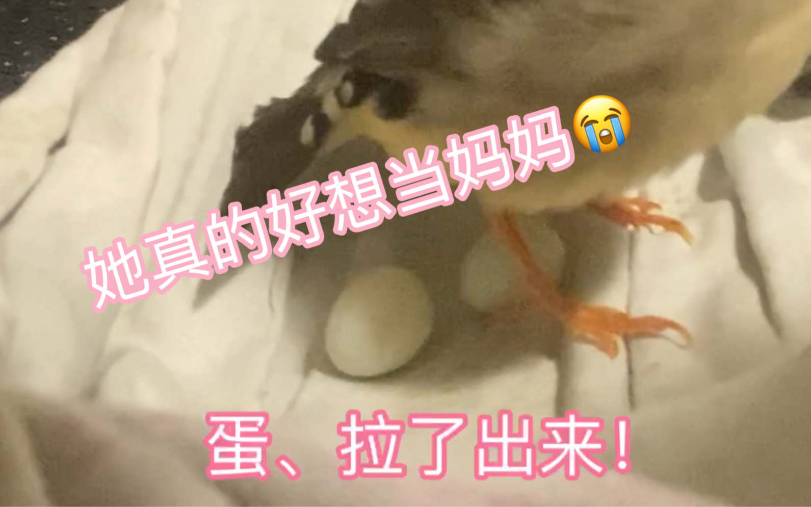 【珍珠鸟】又来下蛋了哔哩哔哩bilibili