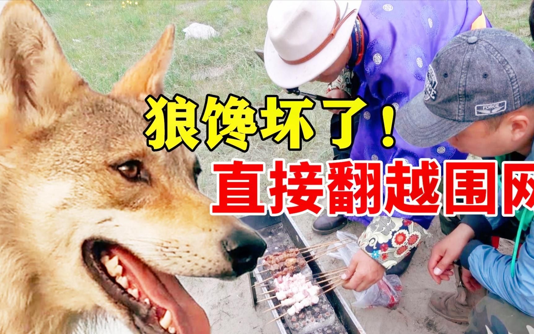 大叔给狼烤羊肉串,狼着急想吃直接跳了出来,把狼馋坏了!