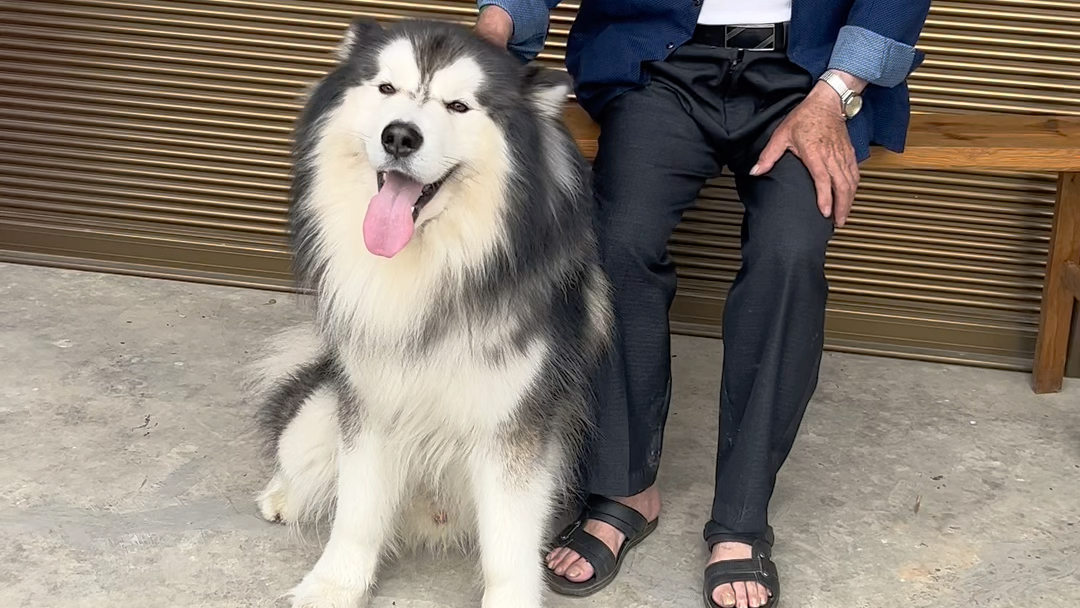 狗子对不同年纪人的态度 #阿拉斯加犬哔哩哔哩bilibili