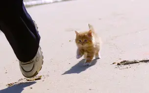 Tải video: 那只不惧风浪 追随你的小橘猫长大了