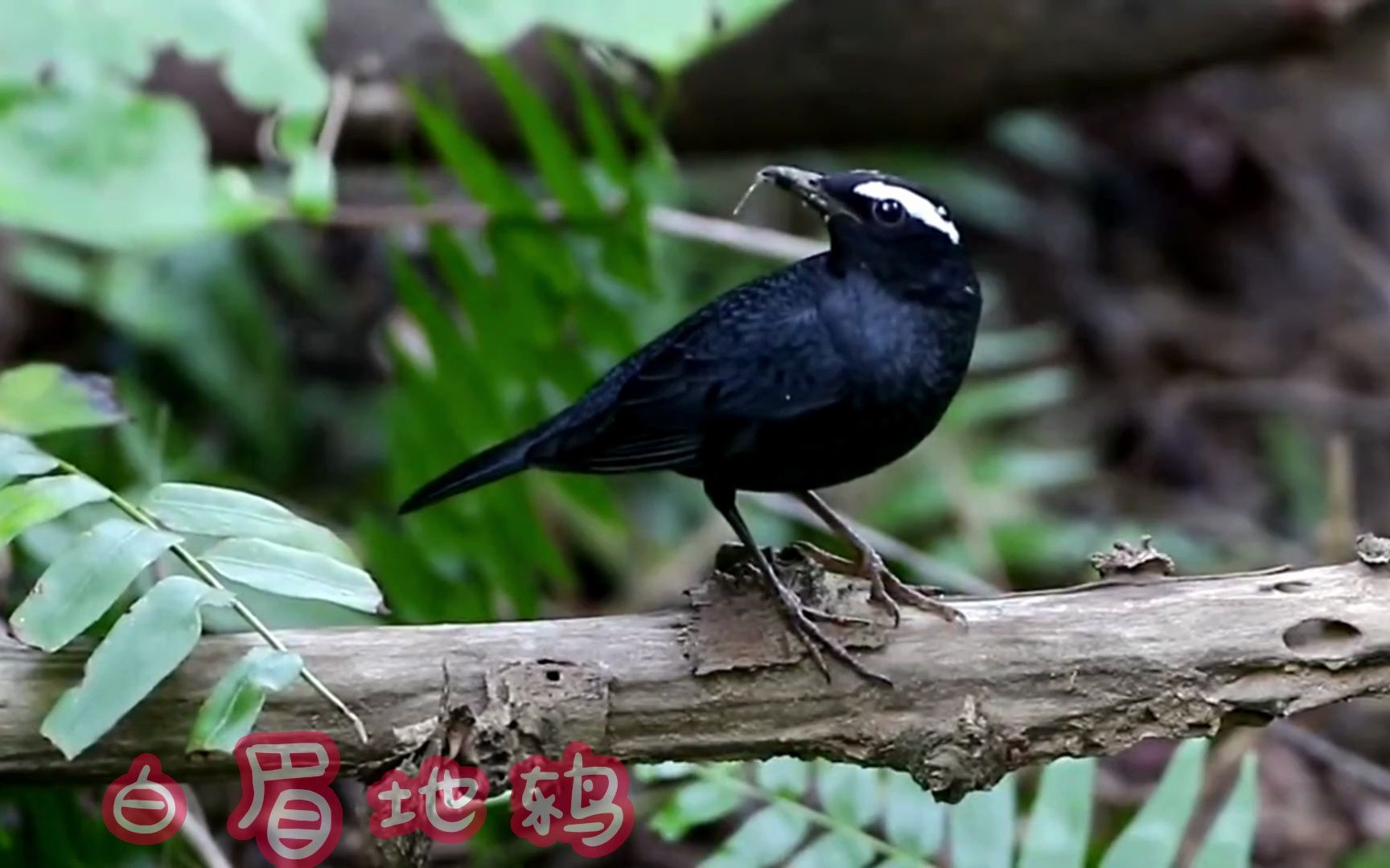 白眉地鸫鸟图片