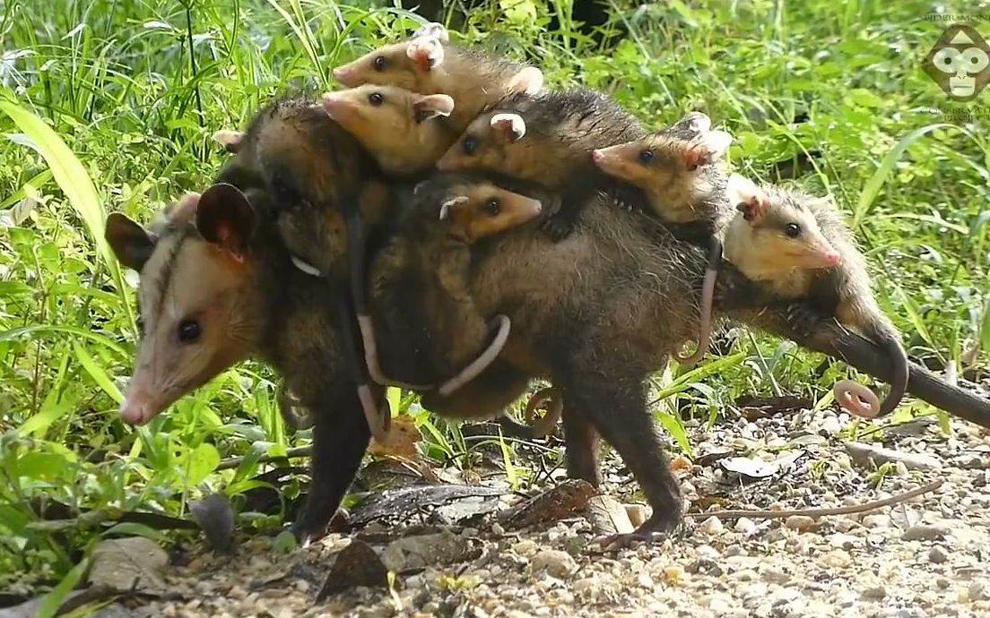 一个挂满了孩子的负鼠