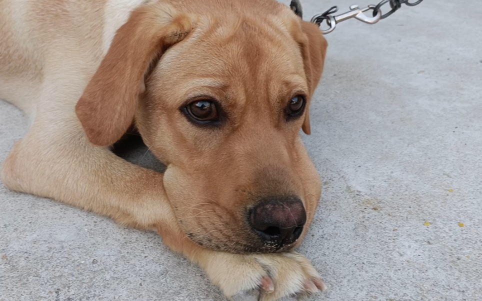 一脸忧愁的狗子_哔哩哔哩_bilibili