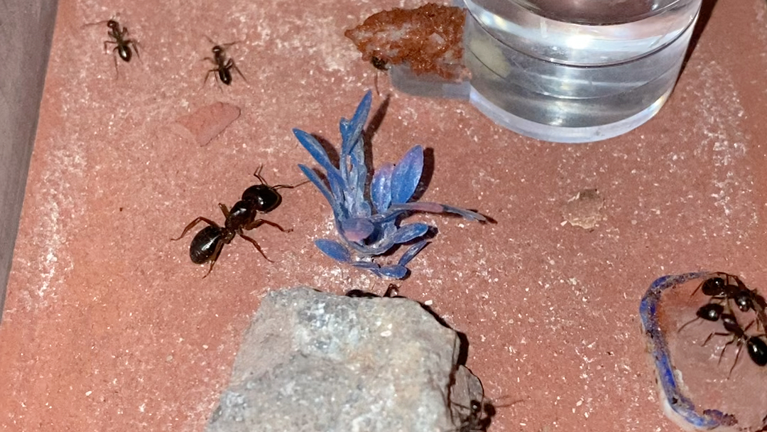 大头弓背蚁活动区日常