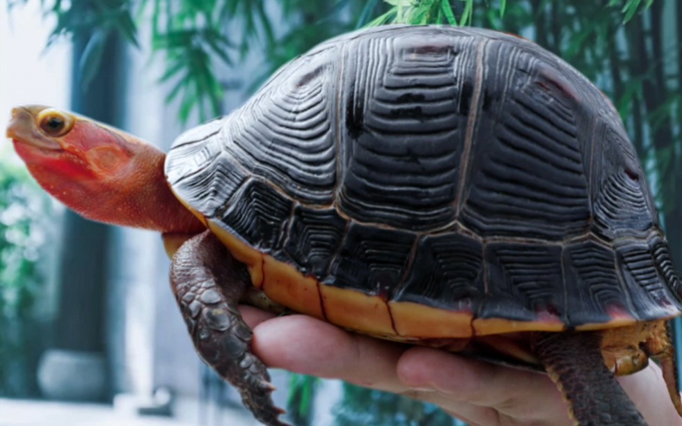 东箱龟都来找我