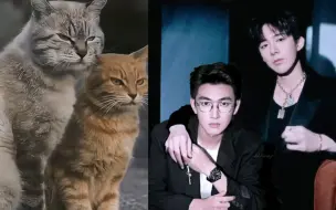 Download Video: 【琼楼昱宇】猫猫代餐｜嗯……怎么不像呢~