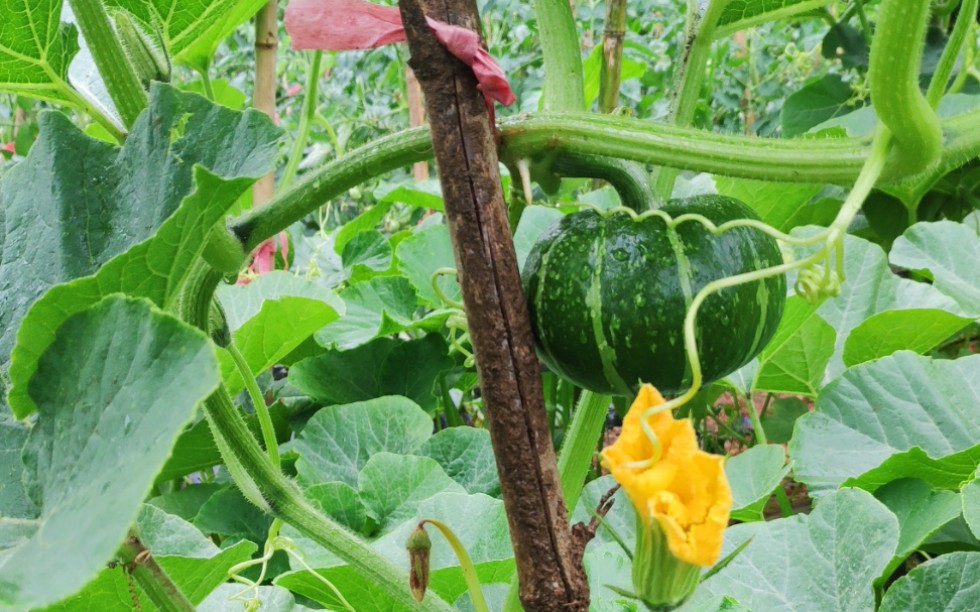 井冈山下种南瓜_哔哩哔哩_bilibili