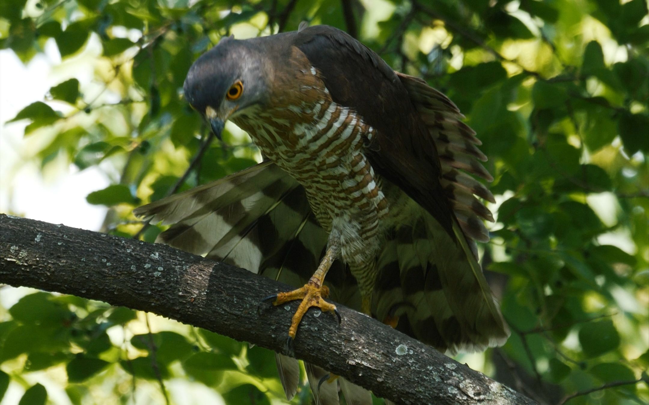 雄凤头鹰多姿态展示